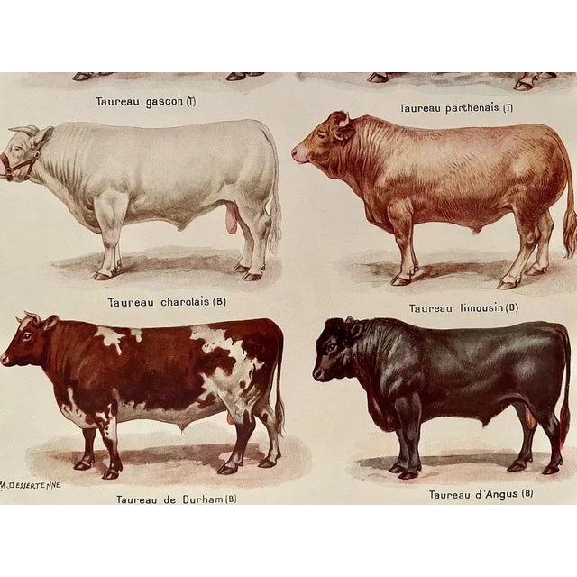 Maurice Dessertenne, Bulls, 1920, Lithographic Engraving For Sale - Image 3 of 5