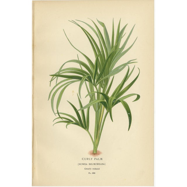 Antique Botanical Prints of Curly Palm, Spiny Date Palm & Trachycarpus – c.1897 : A striking set of three antique...