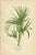 Antique Botanical Prints of Curly Palm, Spiny Date Palm & Trachycarpus – c.1897 : A striking set of three antique...