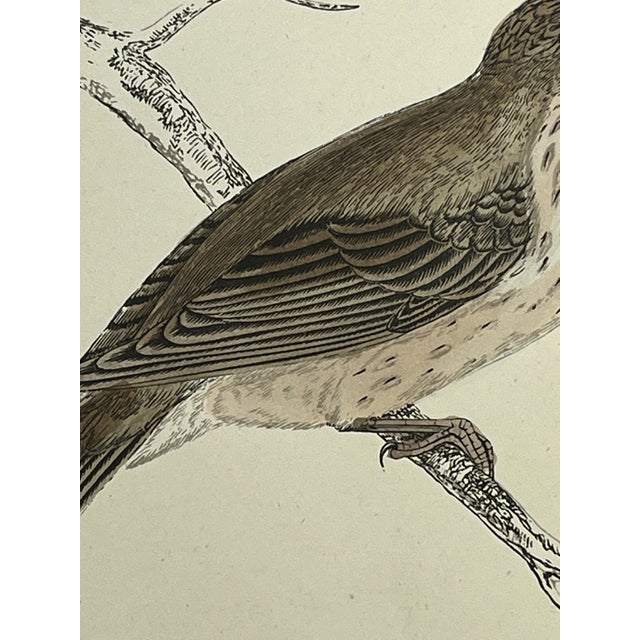 Antique Hand Tinted Bird Print From England Featuring a Brown & Tan Long-Tailed Tit - Circa 1888 For Sale In Dallas - Image 6 of 11