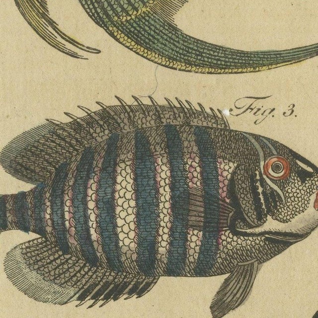 Beige Bertuch, Angelfish, Butterflyfish and Moorish Idol, 1805, Print For Sale - Image 8 of 12