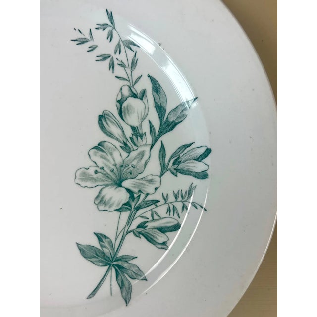 Antique Italian Botanical Plates | s.c.r. Linneo Green Transferware Set (20cm) For Sale - Image 14 of 18
