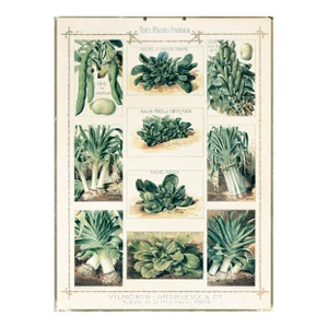 1920's French Botanical Cardboard - Fèves-Mâches-Poireaux (Beans, Lettuce, Leeks)