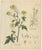 Antique Mustard Botanical Print, Sinapis alba & nigra, c.1831 : This refined botanical engraving depicts white and black...