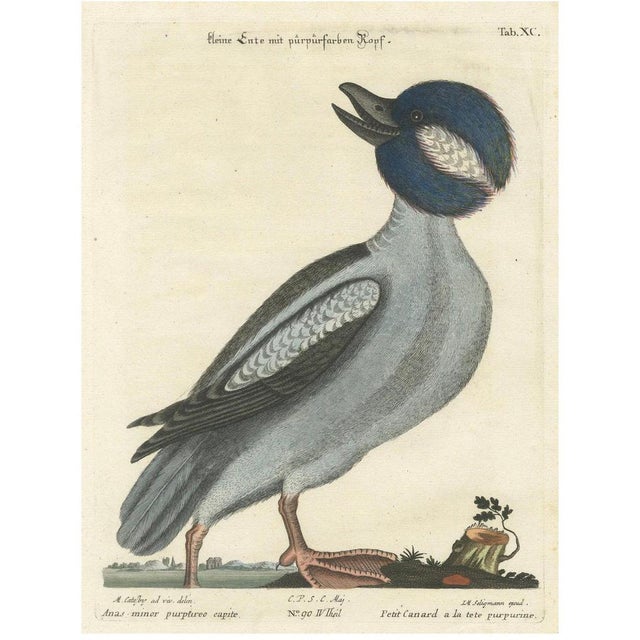 Paper Johann Michael Seligmann, Little Duck with Purple Head, 1770, Engraving on Paper For Sale - Image 7 of 7
