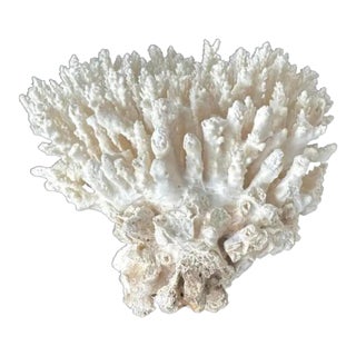 Natural White Coral Reef Specimen #8 For Sale