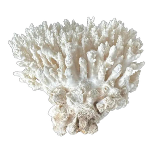 Natural White Coral Reef Specimen #8