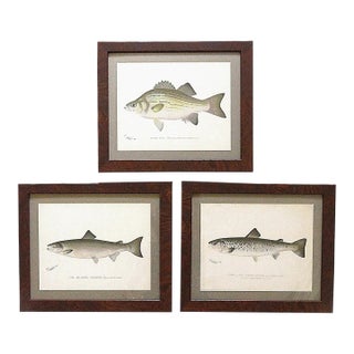 Set of 3 Original Antique Denton Framed Fish Prints C. 1900 For Sale