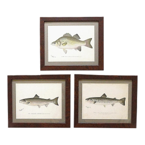 Set of 3 Original Antique Denton Framed Fish Prints C. 1900