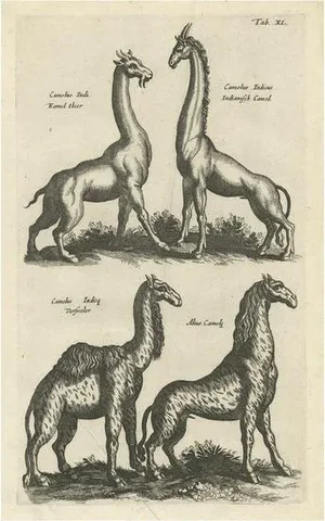 John Johnston, Various Animals, 1657, Paper