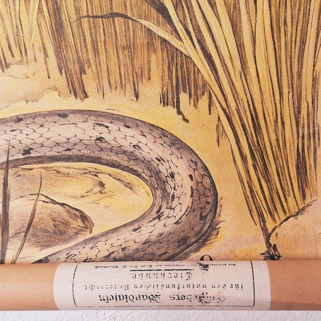 School Poster Snake, 1940s For Sale - Image 4 of 6