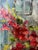1960s Helen Botway Bougainvillea in a Dark Urn Oil on Board Painting, Signed 1960's 1960's For Sale - Image 5 of 11
