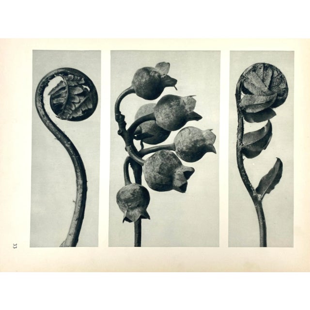 Antique Botanical Blossfeldt Print - No. 33 For Sale In Los Angeles - Image 6 of 6