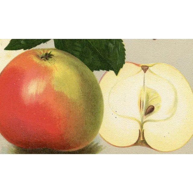 Original lithograph print of a apple from a German fruit grower's periodical published in the early 1900s. Shown is the...