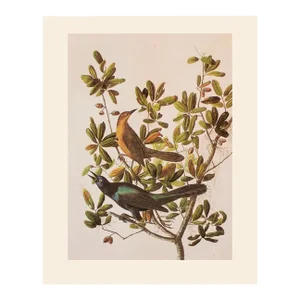 1966 Vintage Farmhouse Cottage Print "Boat-Tailed Grackle" After John James Audubon