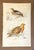 Up for sale is this antique hand-colored engraving from Charles D'Orbigny's "Dictionnaire Universel d'Histoire Naturelle",...