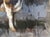 Textile Matthew Paoletti "How Now" Contemporary Naturalistic Rural Animal Painting of a Brown Cow, 2022 For Sale - Image 7 of 10
