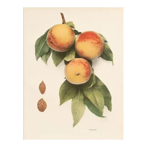 1900s U. P. Hedrick, Original Antique Photogravure of Pearson Peaches