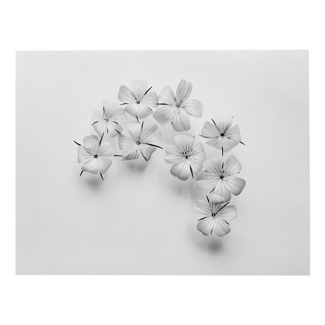 Ugne Pouwell, Agrostemma Crescent, 2024, Photography For Sale