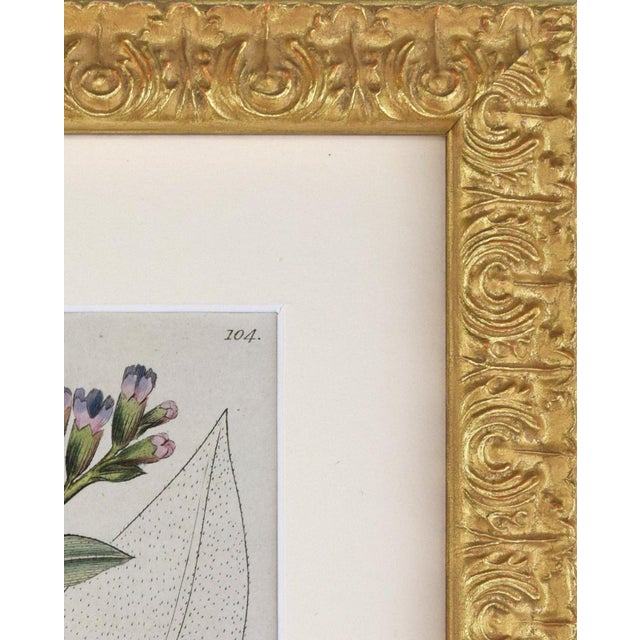 Early 19th Century Early 19th Century English Hand Colored Floral Botanical Engraving by William Woodville For Sale - Image 5 of 5