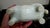 Late 19th Century Late 19th Century Chinese Carved White Jade Horse/Ox Incense Burner For Sale - Image 5 of 5