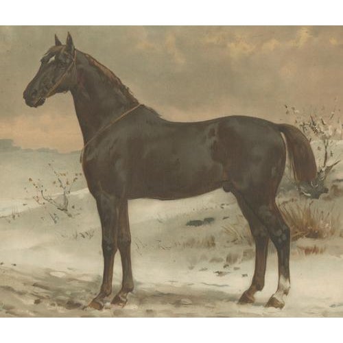 Late 19th Century O. Eerelman, Russian Half-Blood Horse, 1898, Chromolithograph For Sale - Image 5 of 9