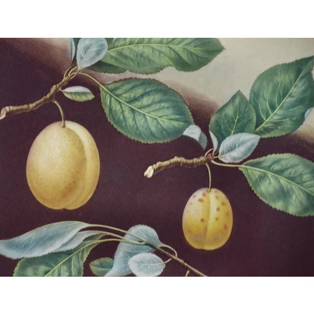 Realism Plums: George Brookshaw 'S Framed Hand-Colored 19th C. Aquatint, 1804 For Sale - Image 3 of 6