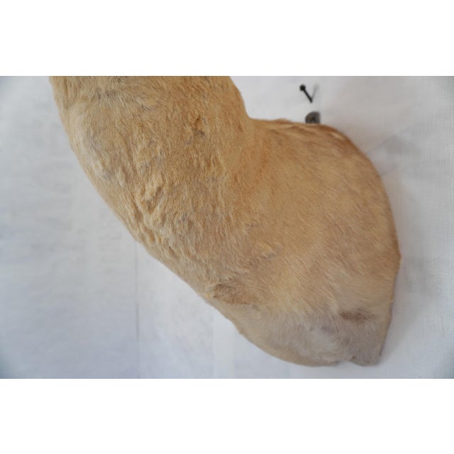 Leucistic Fallow Deer Head Bust Mount For Sale - Image 10 of 18