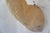Leucistic Fallow Deer Head Bust Mount For Sale - Image 10 of 18