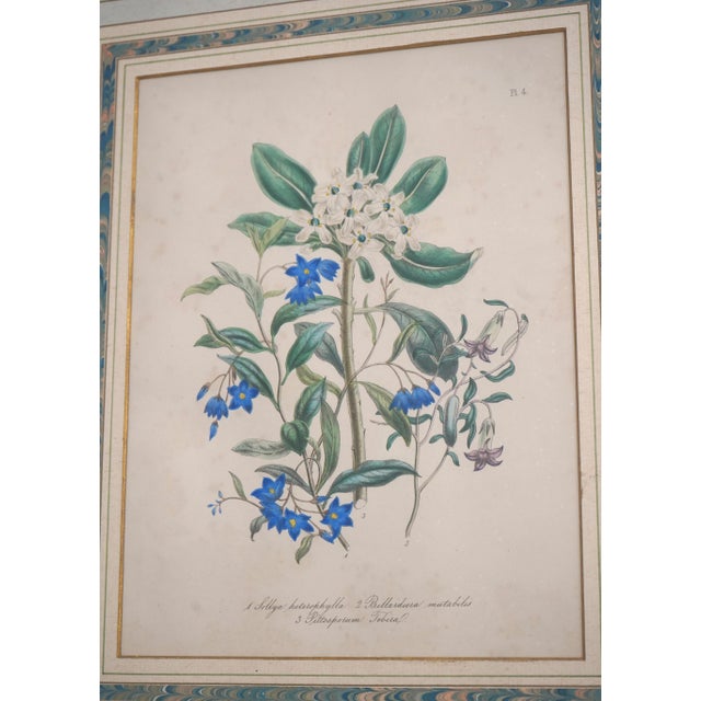 1900s Pair of Floral Engraving Prints Artwork For Sale In Philadelphia - Image 6 of 14
