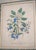 1900s Pair of Floral Engraving Prints Artwork For Sale In Philadelphia - Image 6 of 14