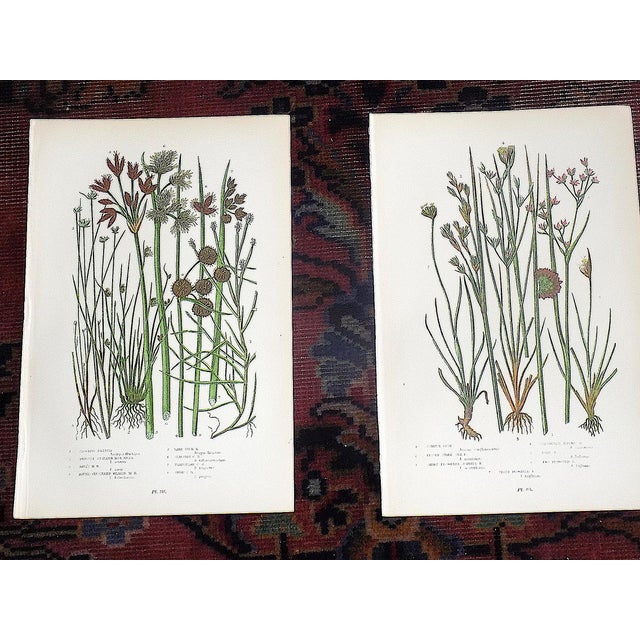Antique 19th Century Botanical Lithographs - Set of 12 For Sale In Cincinnati - Image 6 of 9