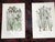 Antique 19th Century Botanical Lithographs - Set of 12 For Sale In Cincinnati - Image 6 of 9