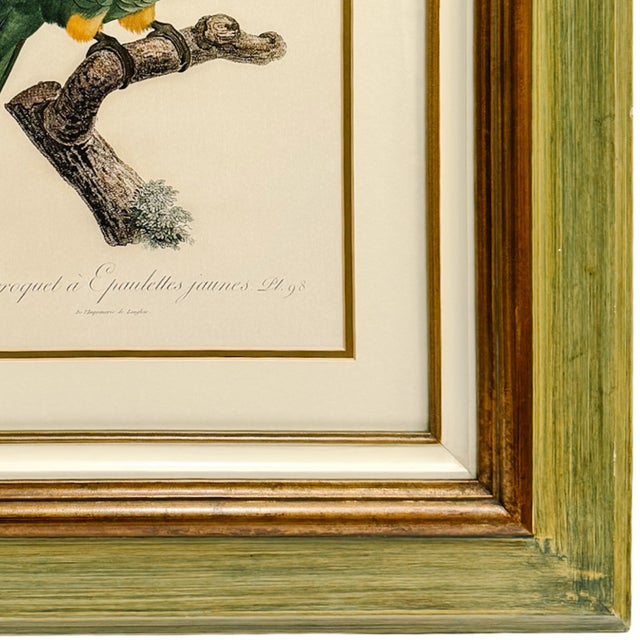 1950s Framed French Ornithological Parrot Lithographs After Jacques Barraband - A Pair For Sale - Image 10 of 13