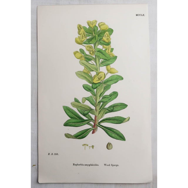 After Hooker, Botanical Illustrations, Prints, 1850, Set of 16 For Sale - Image 9 of 18