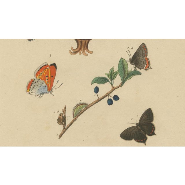 Aug. Duméril, Polyommatus Butterflies and Caterpillars, 1830, Engraving For Sale - Image 6 of 8
