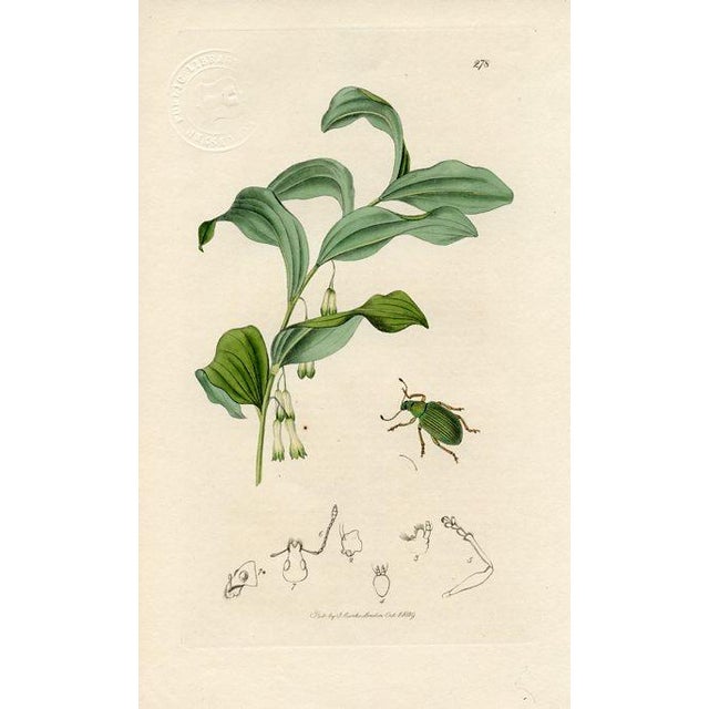 Early 19th Century 1830s, Antique Beetle Prints by John Curtis, Set of 4, Original Hand Colored Engraving, England For Sale - Image 5 of 6