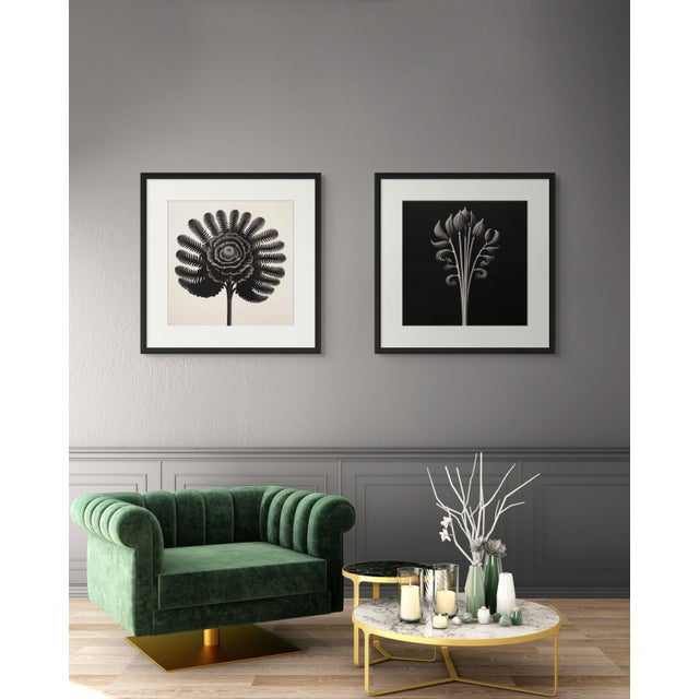Dryopteris Filix — Vintage Botanical Photography Print For Sale - Image 4 of 4