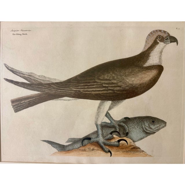 American 18th Century Etching Mark Catesby the Fishing Hawk (Osprey) For Sale - Image 3 of 4