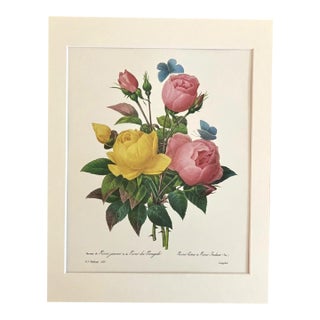 Vintage P J Redouté Print in 11x14 Mat -"Rose Jaune et de Rose du Bengale", EUC For Sale