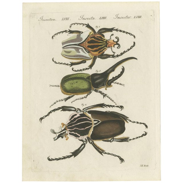 Carl Bertuch, Chief Goliath and Hercules Beetles, Hand-Coloured Copperplate Engraving, 1810, Print For Sale - Image 6 of 6