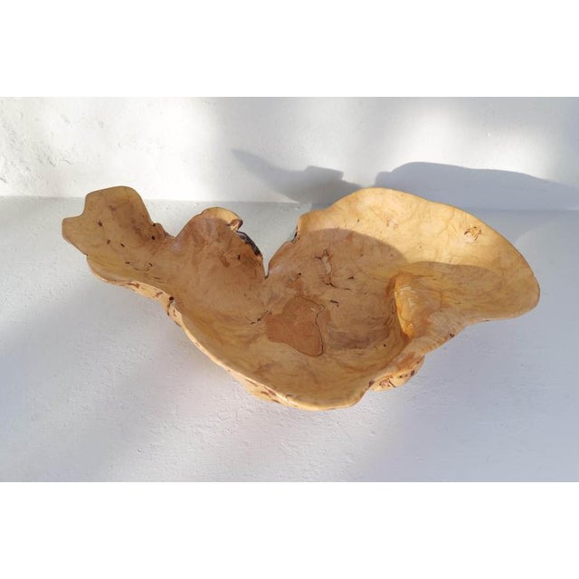 Large Swedish Folk Art Burl Curly Birch Bowl, 1980s For Sale - Image 9 of 16