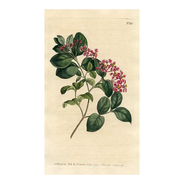 Barbadoes Cherry Print, Curtis Botanical Print, 1805, Original Antique Engraving, Hand Colored, England For Sale