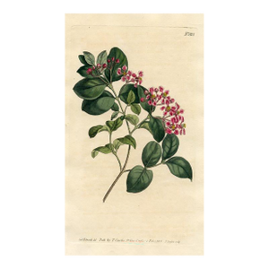 Barbadoes Cherry Print, Curtis Botanical Print, 1805, Original Antique Engraving, Hand Colored, England