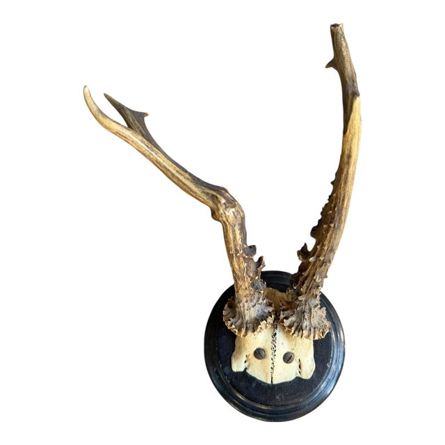 Roe Deer Trophy Rd8 Black Forest Antlers Mount For Sale