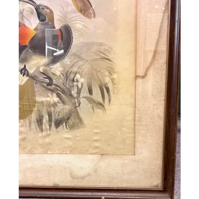 Antique Original 19th Century Dutch Print of Birds by Artist Josef Smit For Sale - Image 4 of 7