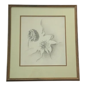 Julie Schaefer Sunflower Study Drawing Late 20th Century