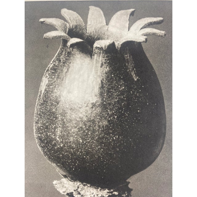 Exquisite Botanical photogravure from famed Urformen Der Kunst portfolio by Blossfeldt . Karl Blossfeldt (1865 - 1932) was...