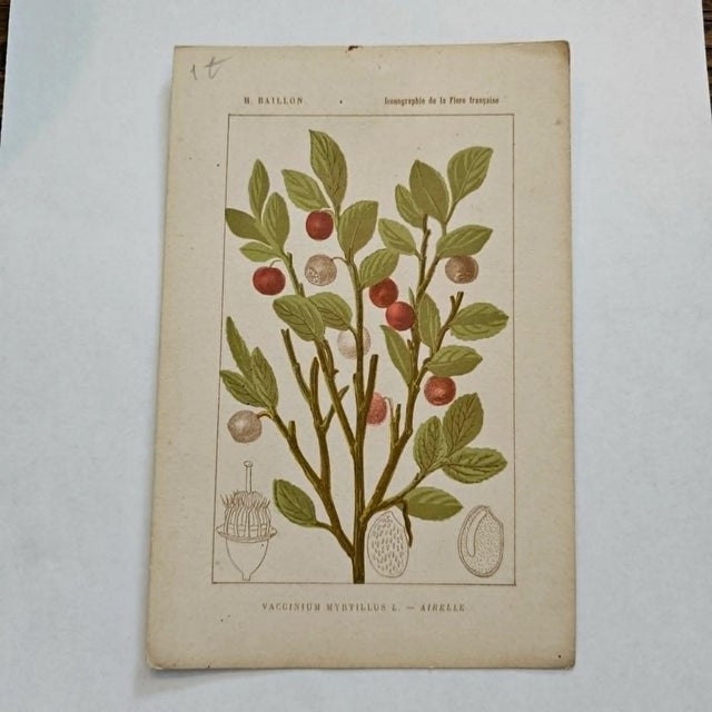 Original 19th-century French botanical lithograph by renowned botanist **Henri Ernest Baillon**, published in Paris...