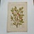 Original 19th-century French botanical lithograph by renowned botanist **Henri Ernest Baillon**, published in Paris...